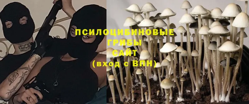 Галлюциногенные грибы Psilocybine cubensis Берёзовка